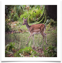 DunhamDeer - Jackie Tucker